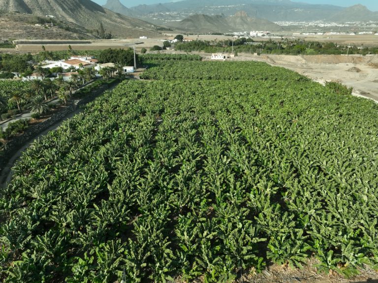Tobacco Giants Face Legal Action Over Child and Forced Labour in Malawi