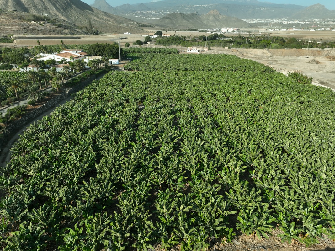 Tobacco Giants Face Legal Action Over Child and Forced Labour in Malawi
