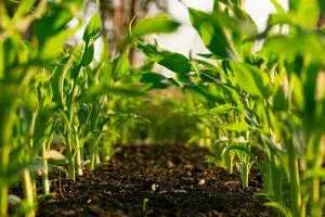 Innovation and Technology Seen as Cornerstones for Transforming Africa’s Food Systems