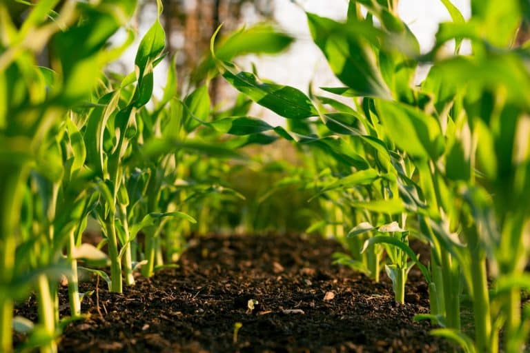 Innovation and Technology Seen as Cornerstones for Transforming Africa’s Food Systems
