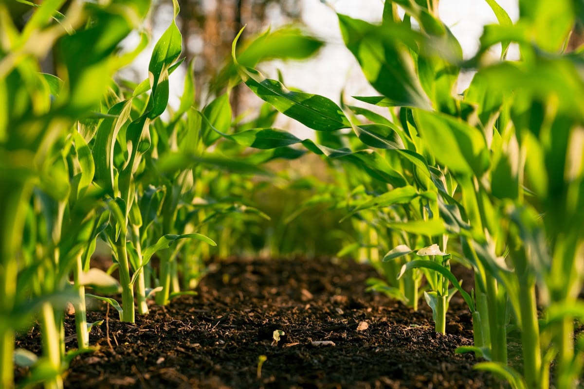 Innovation and Technology Seen as Cornerstones for Transforming Africa’s Food Systems