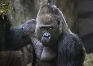Gorilla Sanctuary Workers Kidnapped by Militia in Eastern DRC