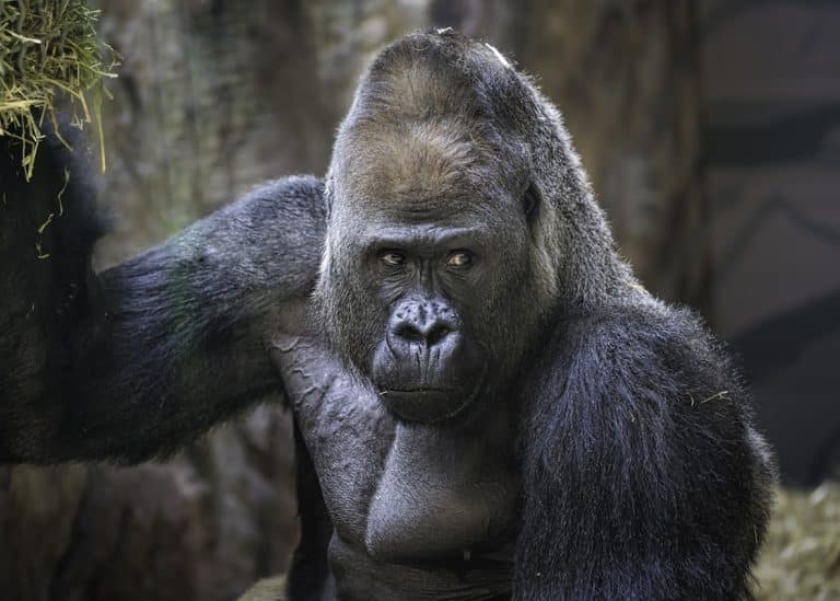Gorilla Sanctuary Workers Kidnapped by Militia in Eastern DRC
