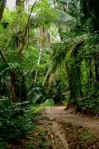 Liberia Faces Backlash Over Landmark Carbon Credit Deal With UAE Firm