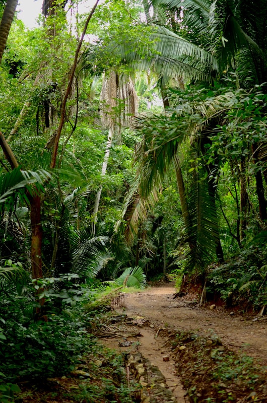 Liberia Faces Backlash Over Landmark Carbon Credit Deal With UAE Firm