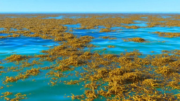 Mysterious Giant Brown Ribbon Reveals Catastrophic Changes In Atlantic That Terrify Scientists And Threaten Global Disaster