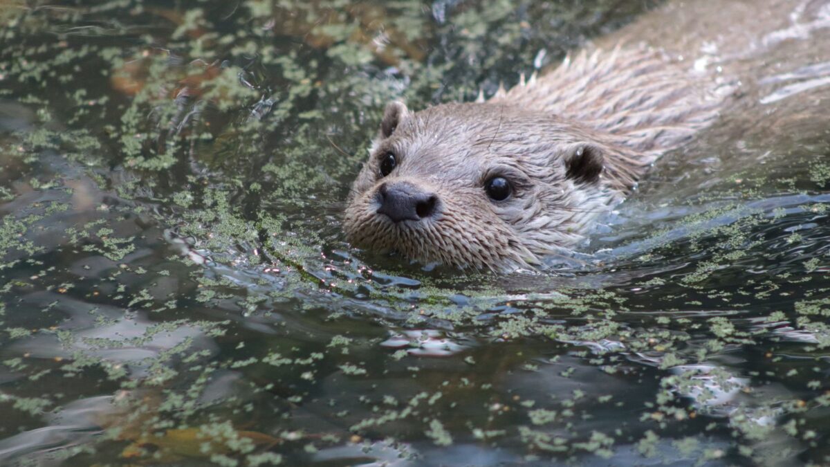 Une loutre nageant la tête hors de l'eau, parmi des lentilles d'eau vertes à la surface d'un plan d'eau.