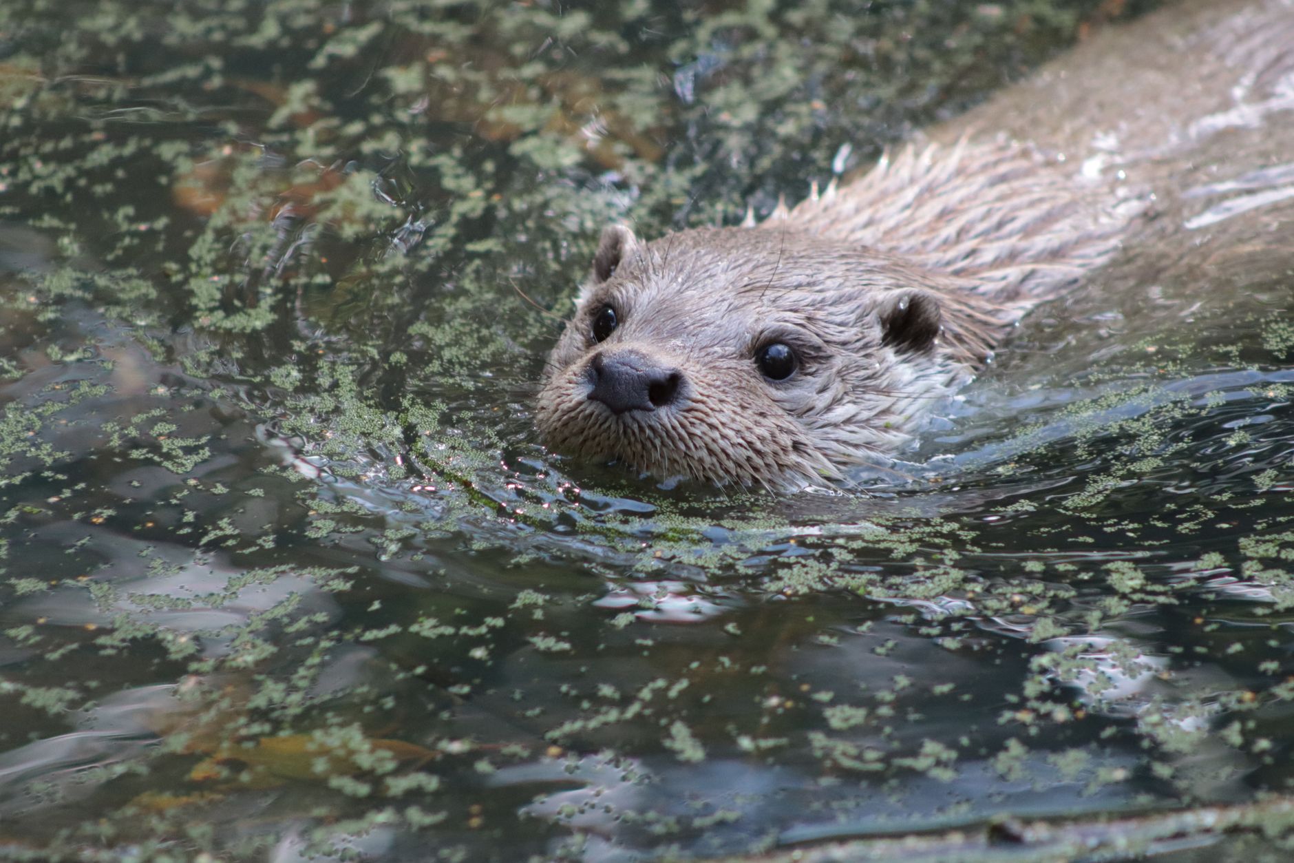 Otters Threatened as New Planning Rules Challenge Wildlife Protection, Sparking Concerns Over Rare Species Conservation