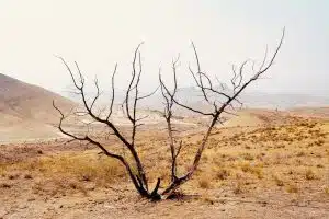 Rising Health Risks as Heatwave Intensifies Across Europe: WMO
