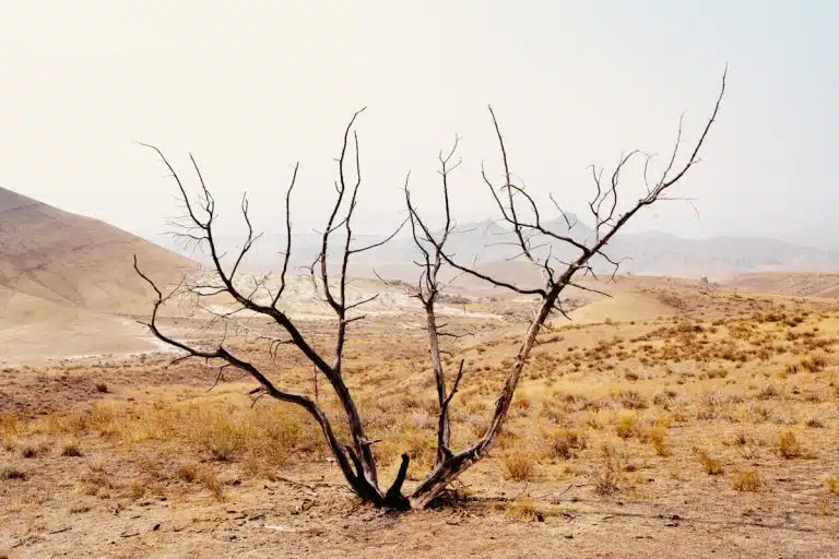Rising Health Risks as Heatwave Intensifies Across Europe: WMO