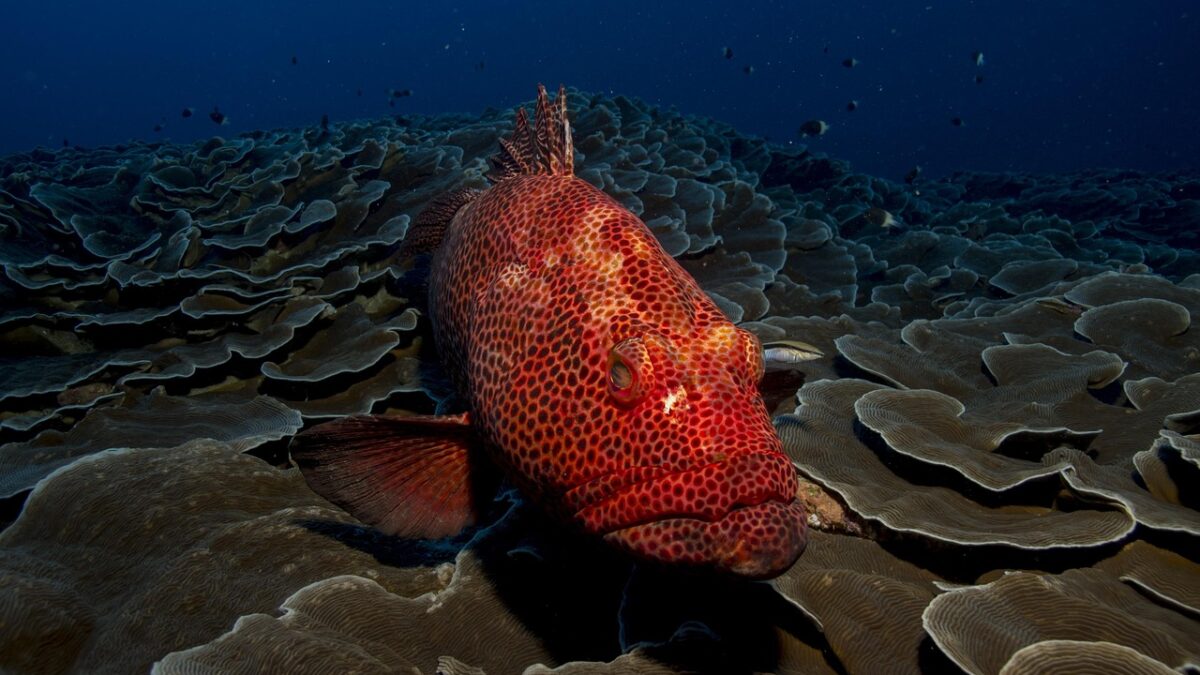Gros plan sous-marin d'un mérou rouge tacheté posé sur un récif de coraux en plaques, eaux bleu foncé en arrière-plan.