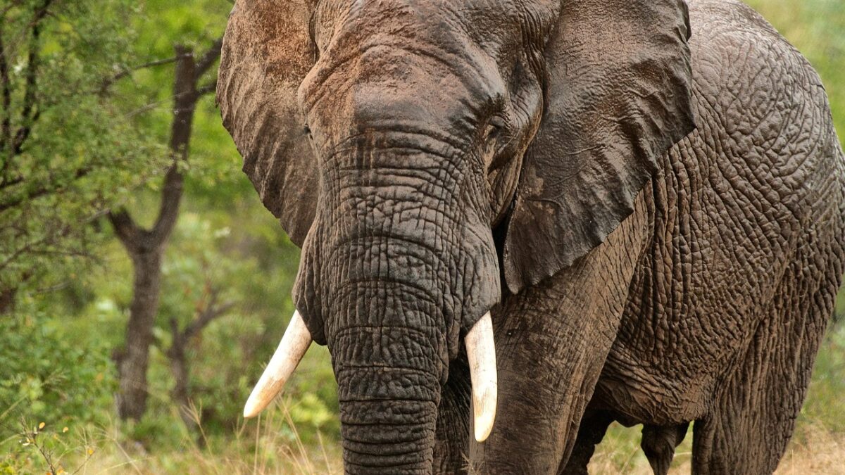 Un éléphant d'Afrique adulte aux grandes oreilles et aux défenses blanches marche dans une savane herbeuse devant des arbres et des buissons verts.