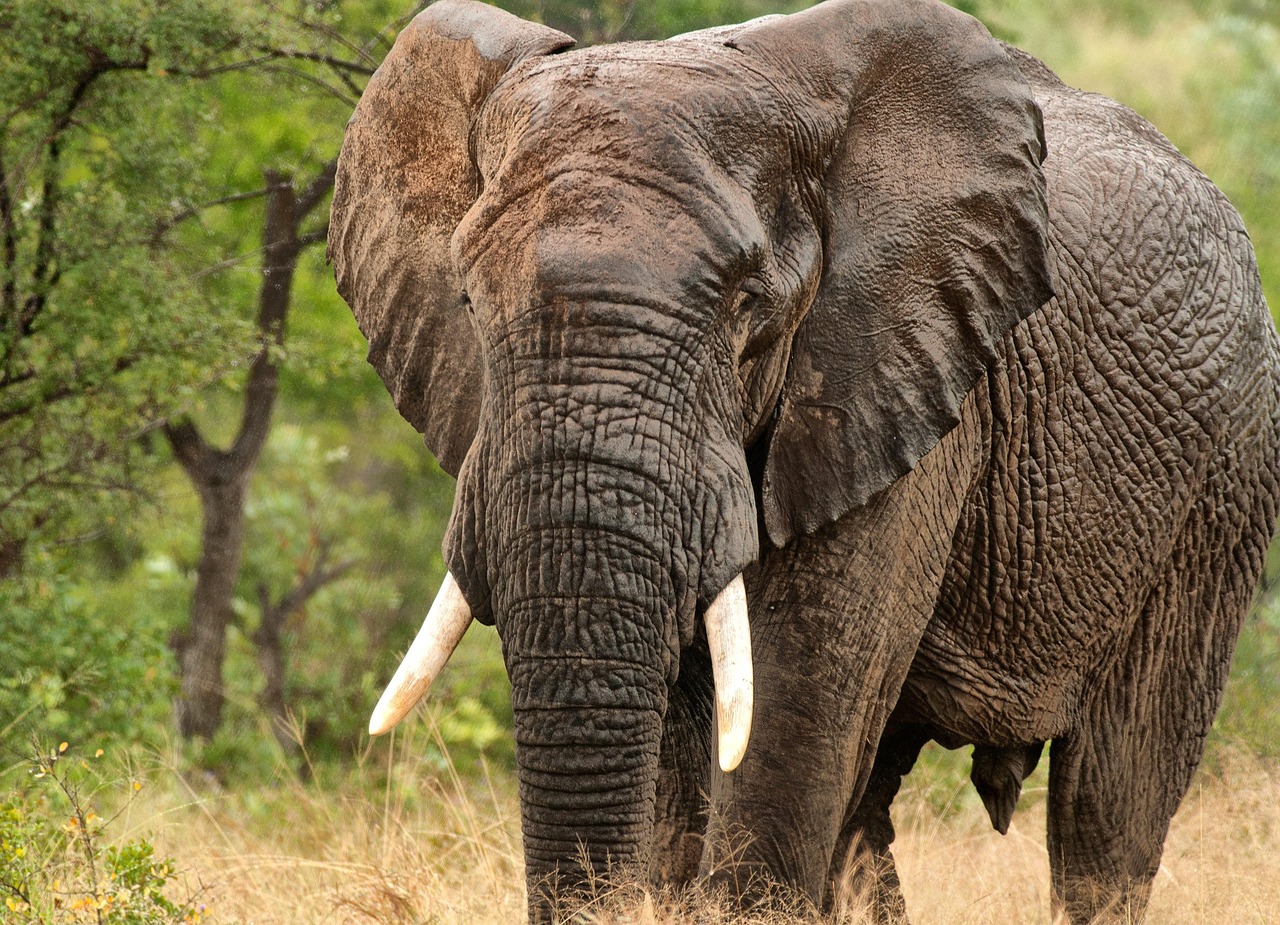 This Animal’s Tongue Shatters Weight Record, Revealing Shocking Truth About Elephants You Won’t Believe!