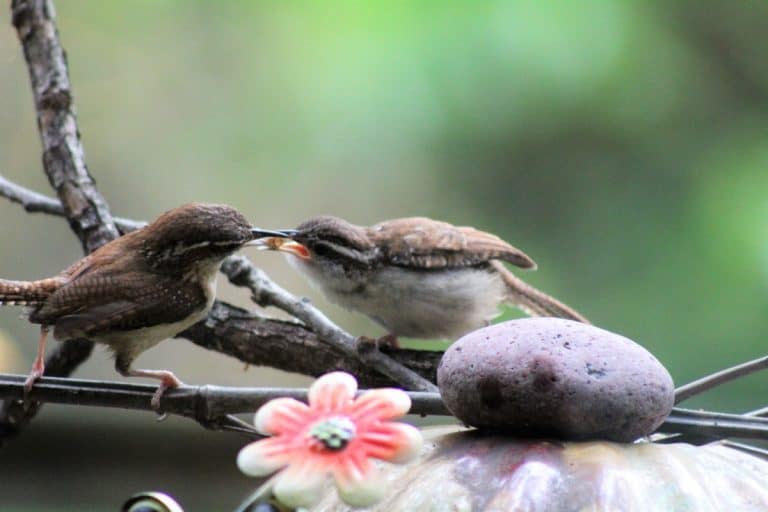 Fans of Meng Cheer as “Little Chinese Birds” Begin Safe Journey to Somalia