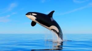 Illustration of a rare white orca leaping from the ocean near Japan's northern coast.