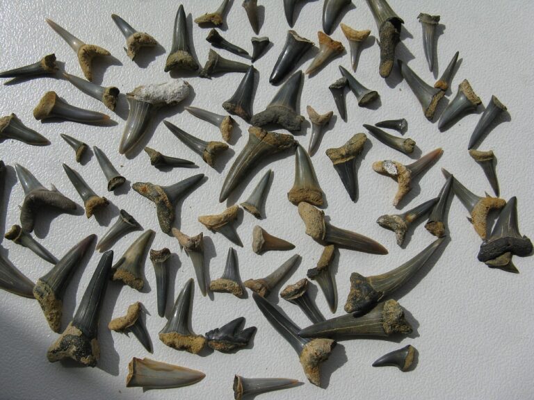 Prehistoric Shark Discovery Reveals Ancient Predator Predating Megalodon by 15 Million Years, Changing Ocean History