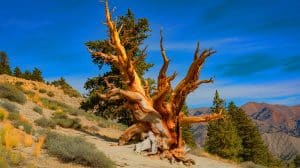 Illustration of the nearly 5,000-year-old Prometheus tree in Nevada's Wheeler Peak.