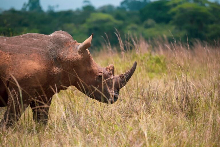 Understanding africa’s diverse ecosystems