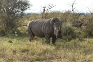 Exploring africa’s unique wildlife and conservation efforts