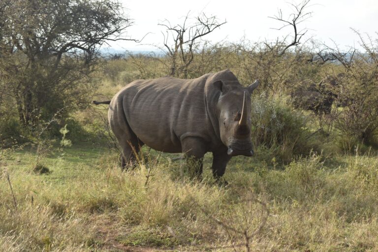 Exploring africa’s unique wildlife and conservation efforts