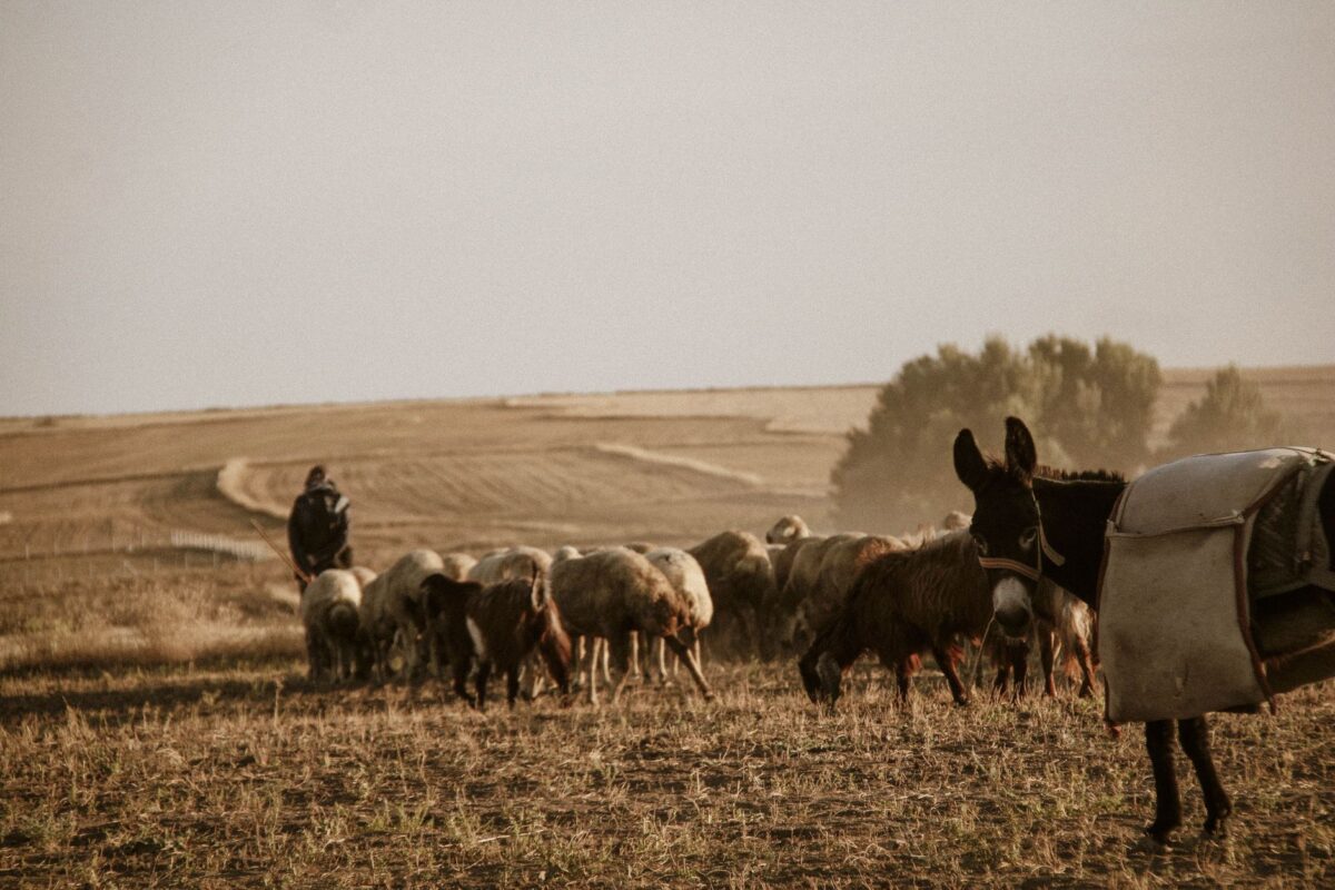 In the Horn of Africa, El Niño forecasts are turning into aid before the crisis
