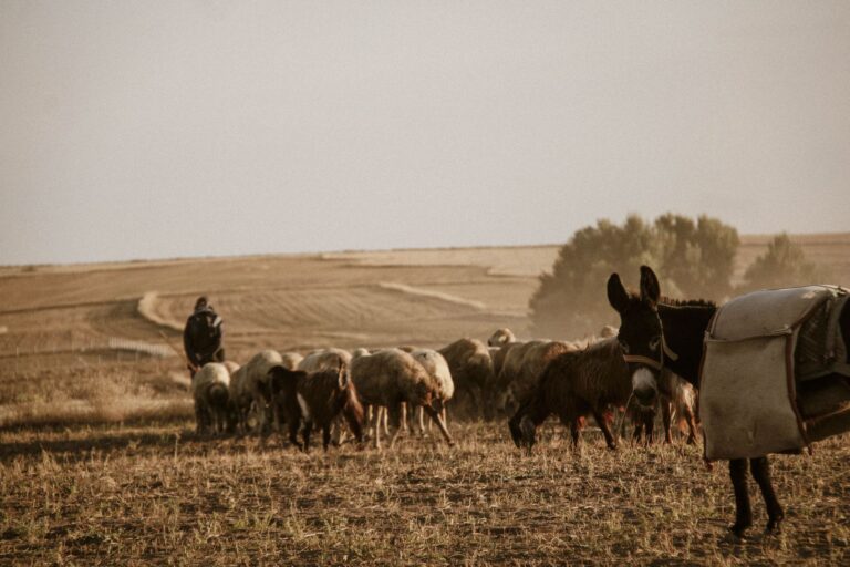 In the Horn of Africa, El Niño forecasts are turning into aid before the crisis