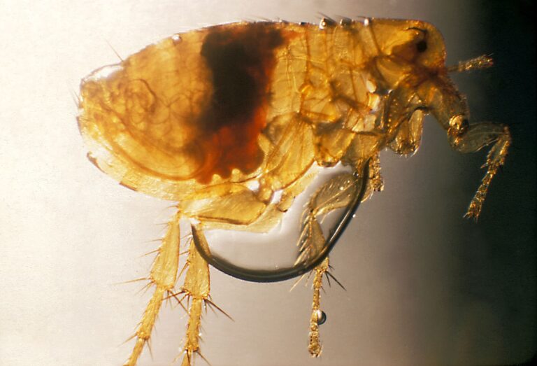 Plague is still a risk where wild rodents carry it