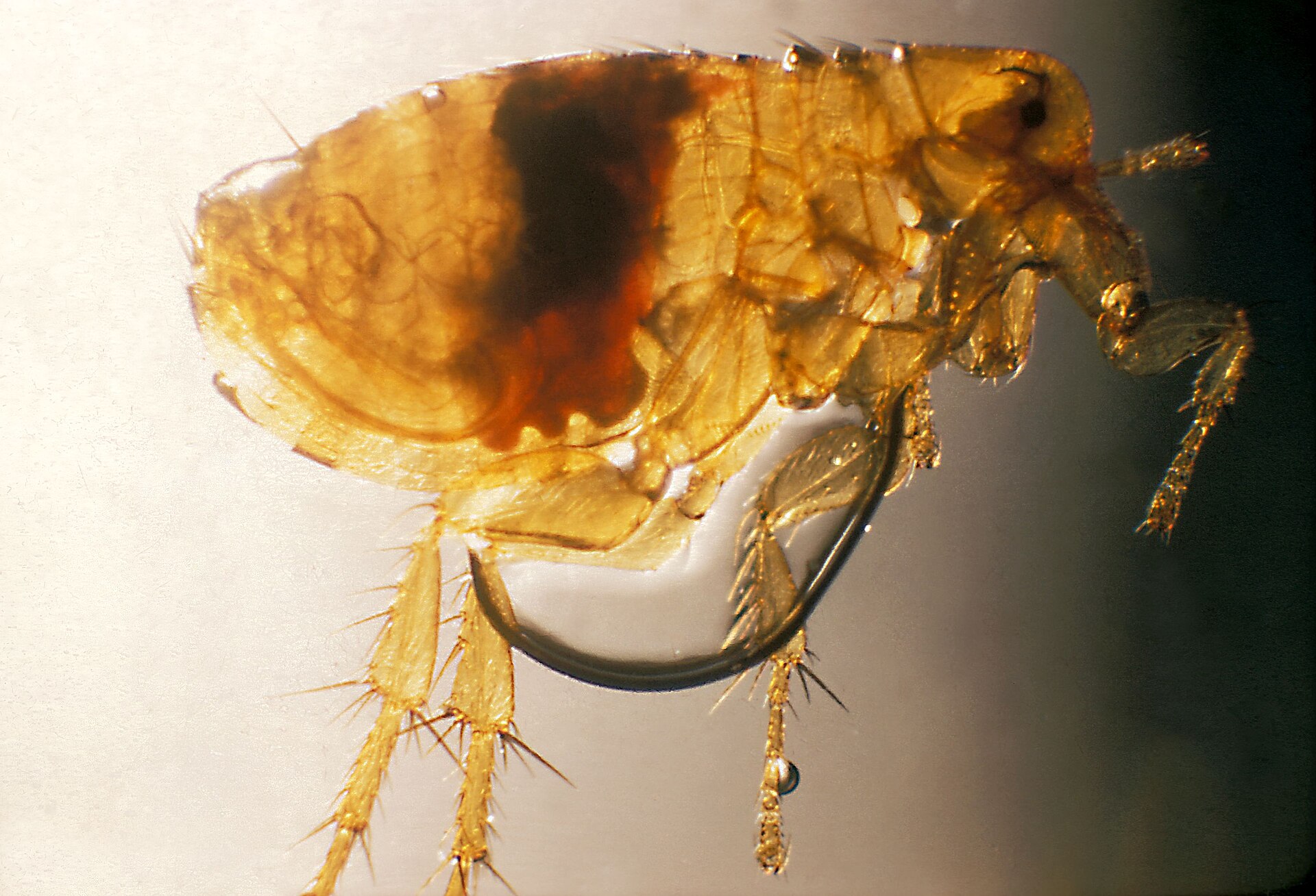 Plague is still a risk where wild rodents carry it